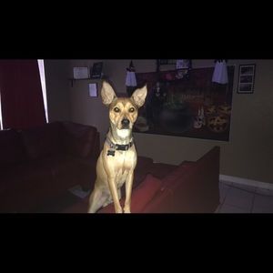 Meet your Posher, Joycee